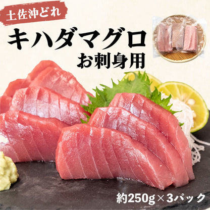 土佐沖どれ　キハダマグロ刺身用　冷凍ブロック
