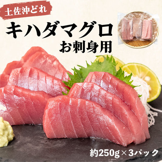 土佐沖どれ　キハダマグロ刺身用　冷凍ブロック