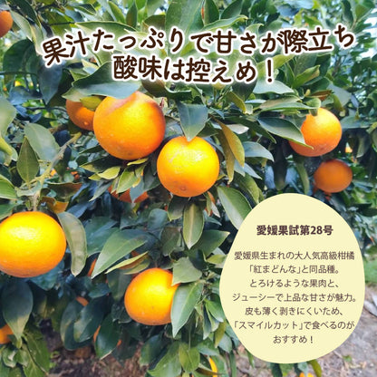 【愛媛県産】みかん 愛果28号 3kg/5kg【小玉/訳あり/秀品/特選から選択可】