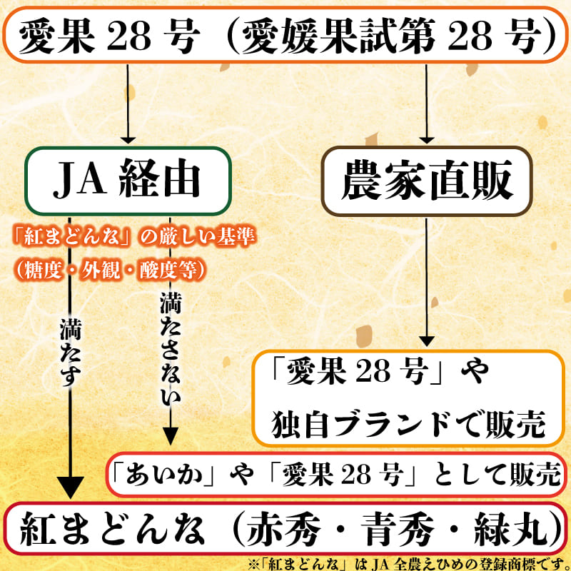 【愛媛県産】みかん 愛果28号 3kg/5kg【小玉/訳あり/秀品/特選から選択可】