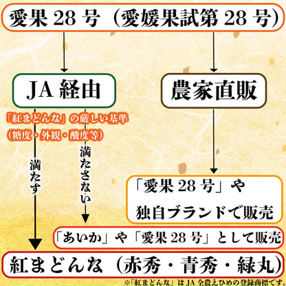 【愛媛県産】みかん 愛果28号 3kg/5kg【小玉/訳あり/秀品/特選から選択可】