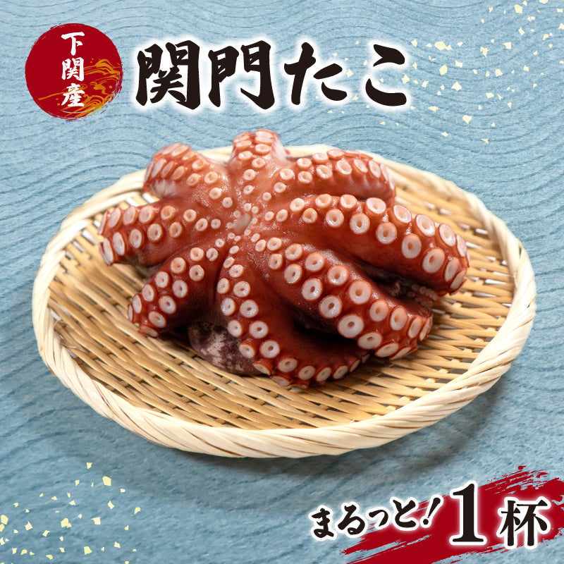下関産マダコ「関門たこ」丸ッと１杯（ボイル済み）