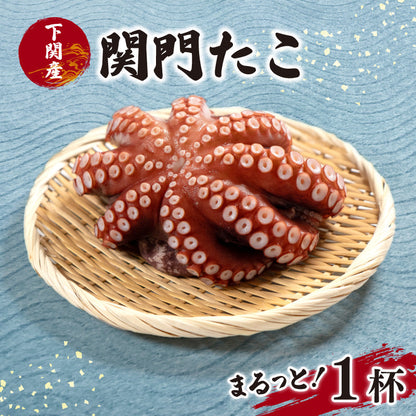下関産マダコ「関門たこ」丸ッと１杯（ボイル済み）