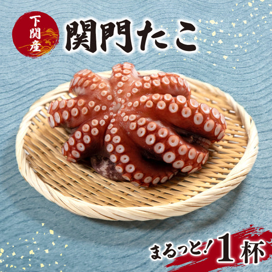 下関産マダコ「関門たこ」丸ッと１杯（ボイル済み）