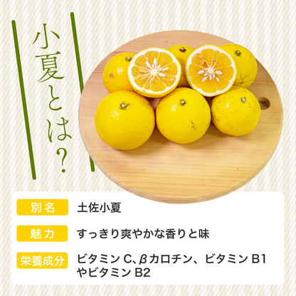 【栽培期間中農薬不使用】 高知県・須崎産　小夏（日向夏） 5kg【まるはな農園】【柑橘】