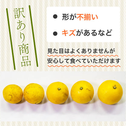 【栽培期間中農薬不使用】 高知県・須崎産　小夏（日向夏） 5kg【まるはな農園】【柑橘】