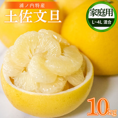 【今季終了】土佐文旦 家庭用 10kg【高知県須崎市・明神果樹園】【柑橘】