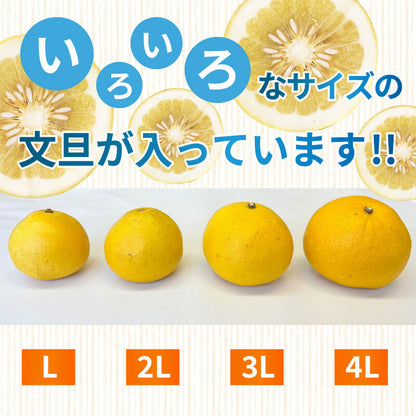 【今季終了】土佐文旦 家庭用 10kg【高知県須崎市・明神果樹園】【柑橘】