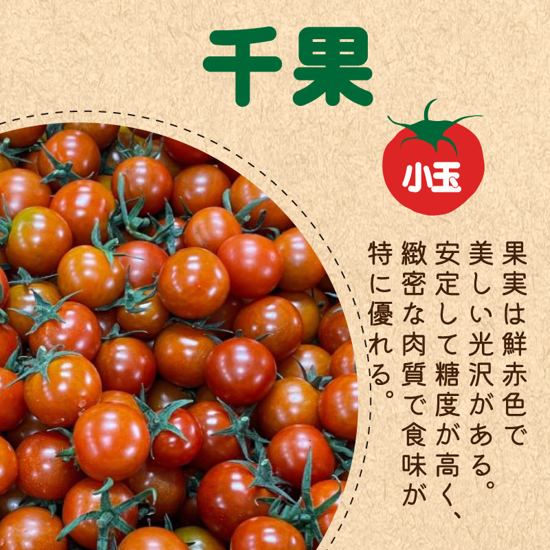 徳島県・阿波市産 トマト3種食べ比べセット 2kg【MKファーム】