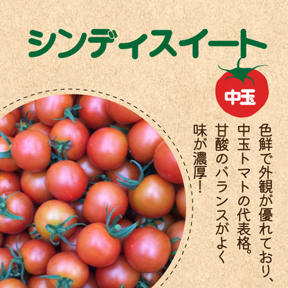徳島県・阿波市産 トマト3種食べ比べセット 2kg【MKファーム】
