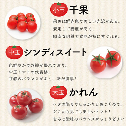 徳島県・阿波市産 トマト3種食べ比べセット 4kg【MKファーム】