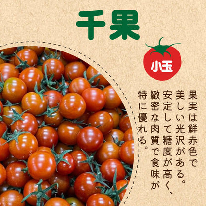 徳島県・阿波市産 トマト3種食べ比べセット 4kg【MKファーム】