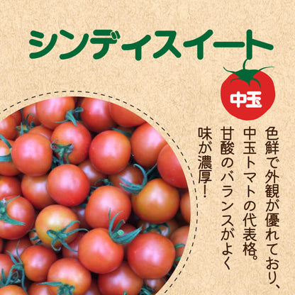徳島県・阿波市産 トマト3種食べ比べセット 4kg【MKファーム】