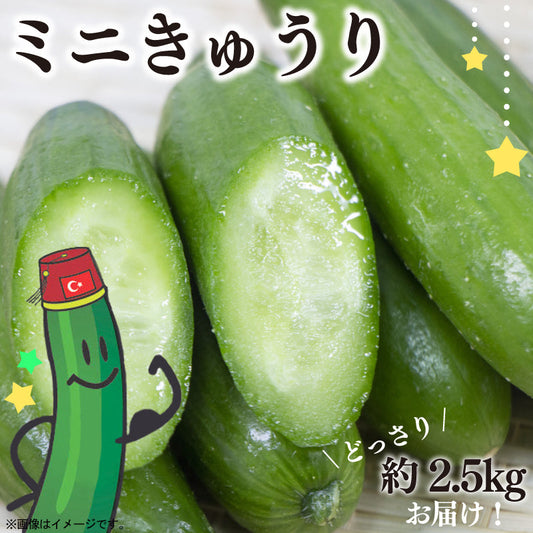 【徳島・阿波市産】ミニきゅうり「サラタルック」 250g（4〜7本）×10袋 計2.5kg【MKファーム】