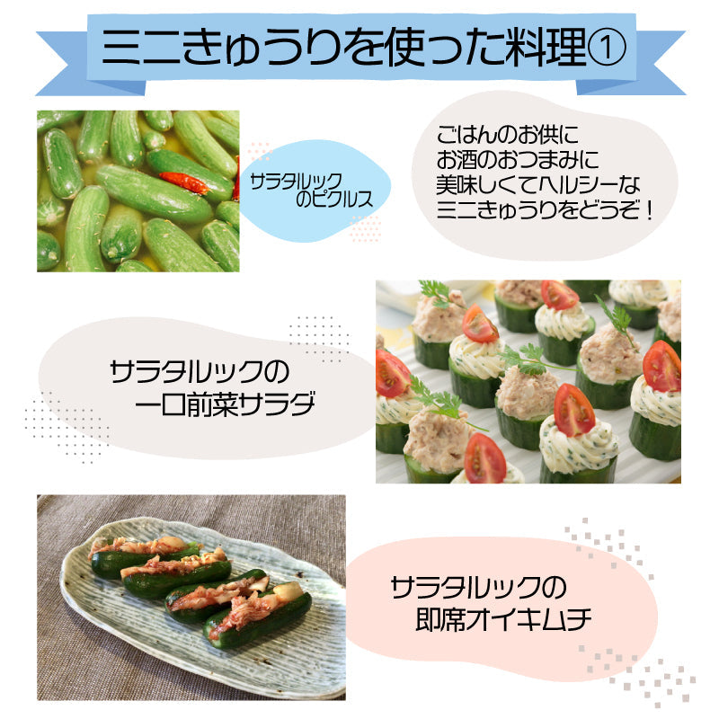 【徳島・阿波市産】ミニきゅうり「サラタルック」 250g（4〜7本）×10袋 計2.5kg【MKファーム】