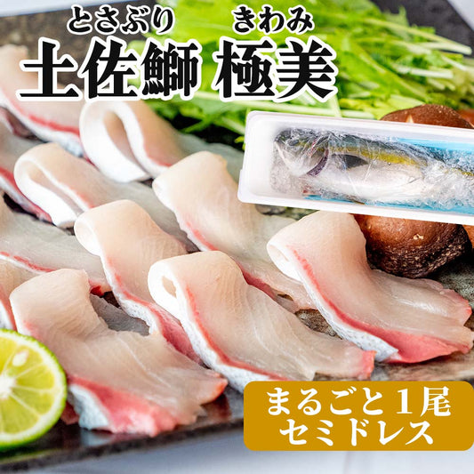 高知県産ブリ　土佐鰤「極美」1尾まるごとお届け！【鮮魚】【ブリ】