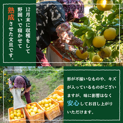 訳あり 文旦 家庭用 5kg【高知県須崎市・NPOまちづくり須崎】【柑橘】