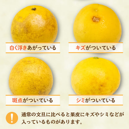 訳あり 文旦 家庭用 5kg【高知県須崎市・NPOまちづくり須崎】【柑橘】