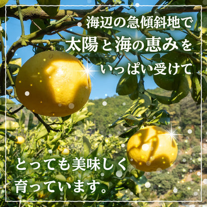 文旦 秀品 5kg【高知県須崎市・NPOまちづくり須崎】【柑橘】