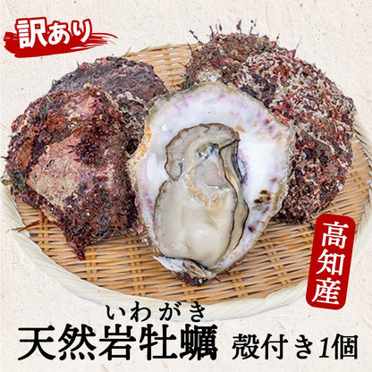 【６〜８月限定】【訳あり】高知産・天然岩牡蠣　殻付き １個【お届け日指定不可】