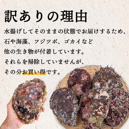 【６〜８月限定】【訳あり】高知産・天然岩牡蠣　殻付き １個【お届け日指定不可】