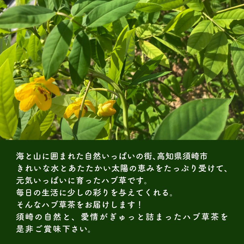 【高知県須崎市産】ハブ草茶【6個入～16個入まで選択可】