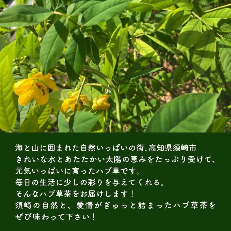 【高知県須崎市産】ハブ草茶【6個入～16個入まで選択可】