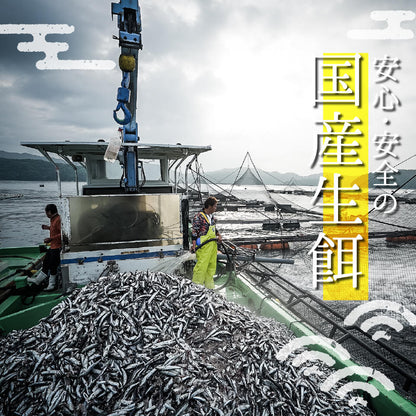 須崎勘八（すさきカンパチ）　半身分　お刺身用柵【鮮魚】【カンパチ】