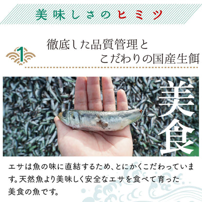 須崎勘八（すさきカンパチ）　半身分　お刺身用柵【鮮魚】【カンパチ】