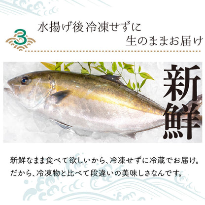 須崎勘八（すさきカンパチ）　半身分　お刺身用柵【鮮魚】【カンパチ】