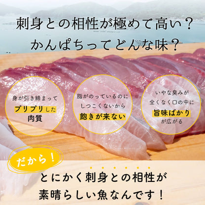 須崎勘八（すさきカンパチ）　1匹丸ごと セミドレス　お刺身用【鮮魚】【カンパチ】