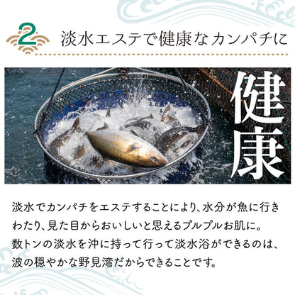 須崎勘八（すさきカンパチ）　1匹丸ごと セミドレス　お刺身用【鮮魚】【カンパチ】
