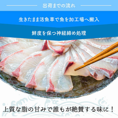 須崎勘八（すさきカンパチ）　1匹丸ごと セミドレス　お刺身用【鮮魚】【カンパチ】