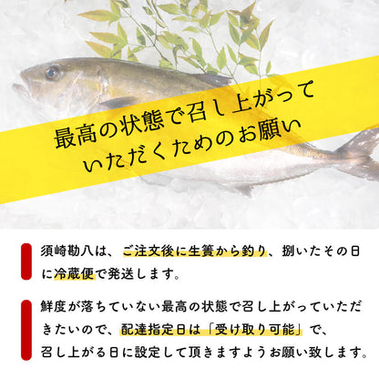 須崎勘八（すさきカンパチ）　1匹丸ごと セミドレス　お刺身用【鮮魚】【カンパチ】