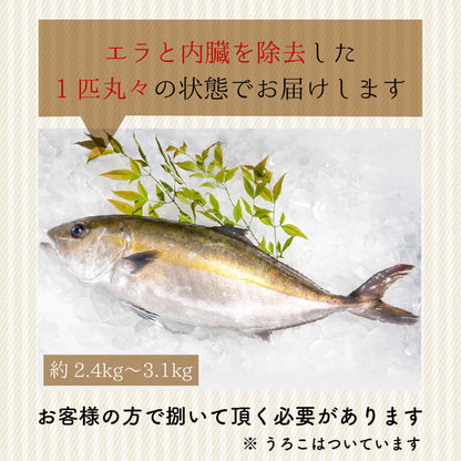 須崎勘八（すさきカンパチ）　1匹丸ごと セミドレス　お刺身用【鮮魚】【カンパチ】