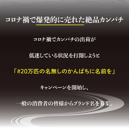 須崎勘八（すさきカンパチ）　1匹丸ごと セミドレス　お刺身用【鮮魚】【カンパチ】