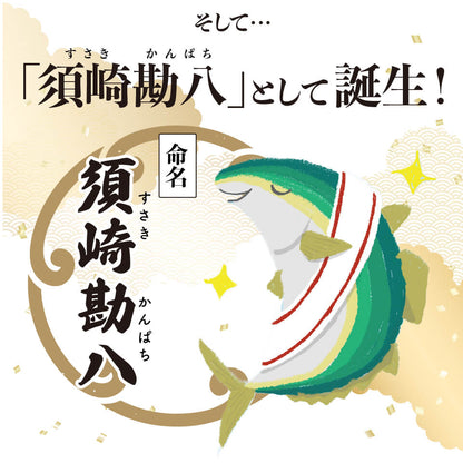 須崎勘八（すさきカンパチ）　1匹丸ごと セミドレス　お刺身用【鮮魚】【カンパチ】