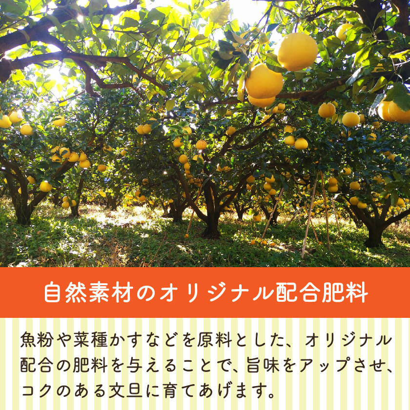 【今季終了】宿毛産・土佐文旦7kg（ご家庭用）【高知県宿毛市・なるた果樹園】【柑橘】