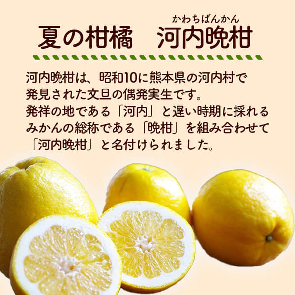 高知県宿毛産】 河内晩柑 5kg/10kg 家庭用【成田果樹園】 – 高知