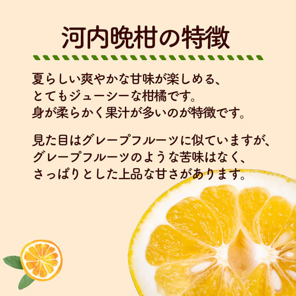 高知県宿毛産】 河内晩柑 5kg/10kg 家庭用【成田果樹園】 – 高知
