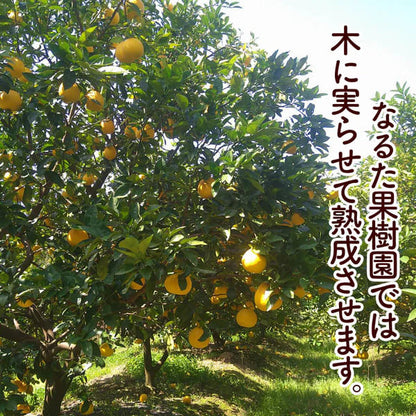 【高知県宿毛産】 河内晩柑 5kg/10kg 家庭用【成田果樹園】