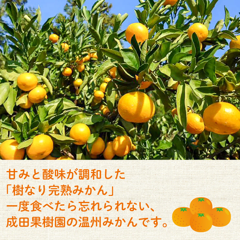 高知県産 成田果樹園の温州みかん