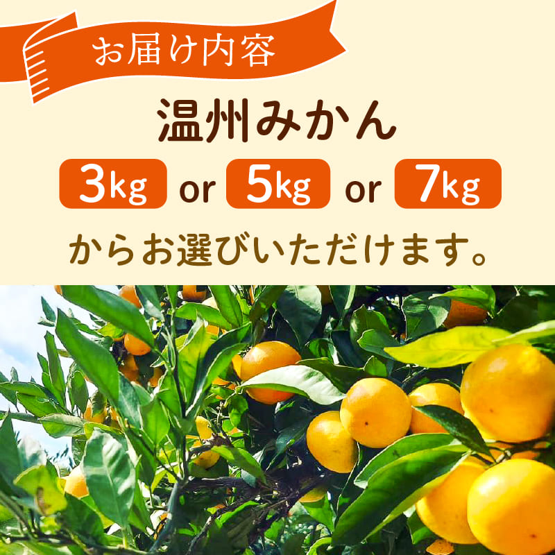 高知県産 成田果樹園の温州みかん