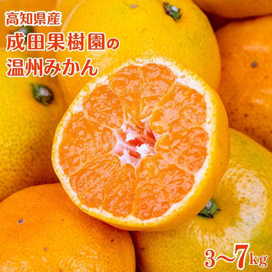 高知県産 成田果樹園の温州みかん