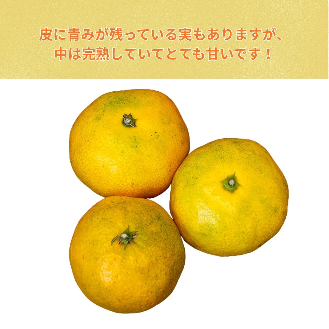 濃厚な甘み】高知県産 温州みかん【なるた果樹園】 – 高知かわうそ市場