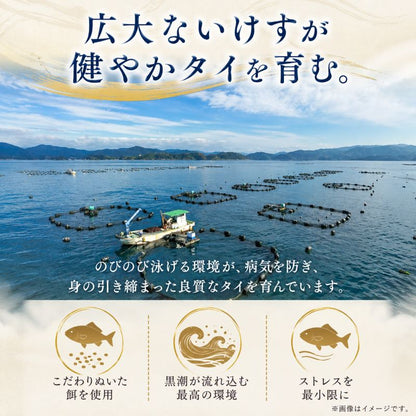 【選べる容量＆加工状態】真鯛未来 皮付きフィーレ・ロイン/皮なしロイン【半身分/1尾分から選択可】