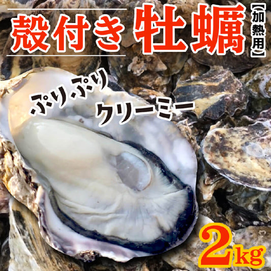 【3/15最終受付】殻付きカキ 約2kg（目安2人前）【香川県・志度湾産】