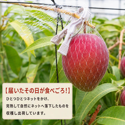【訳あり・糖度保証】高知県産 完熟アップルマンゴー 約1.7kg （4〜8玉）【岡宗農園】