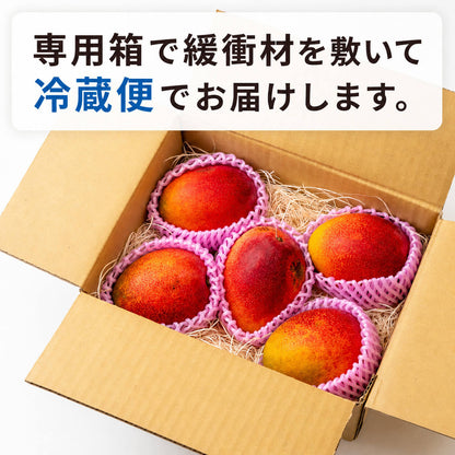 【訳あり・糖度保証】高知県産 完熟アップルマンゴー 約1.7kg （4〜8玉）【岡宗農園】