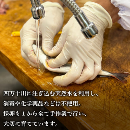 冷凍アメゴ 1パック～3パック